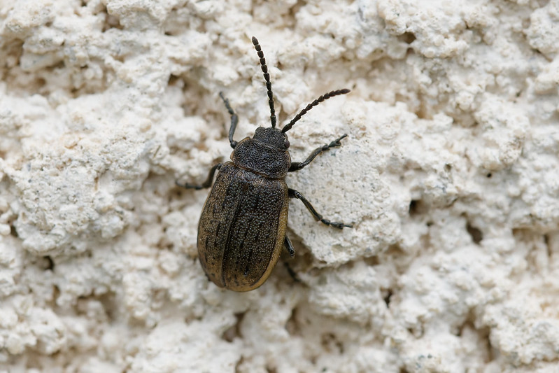 29 Galeruca interrupta.jpg